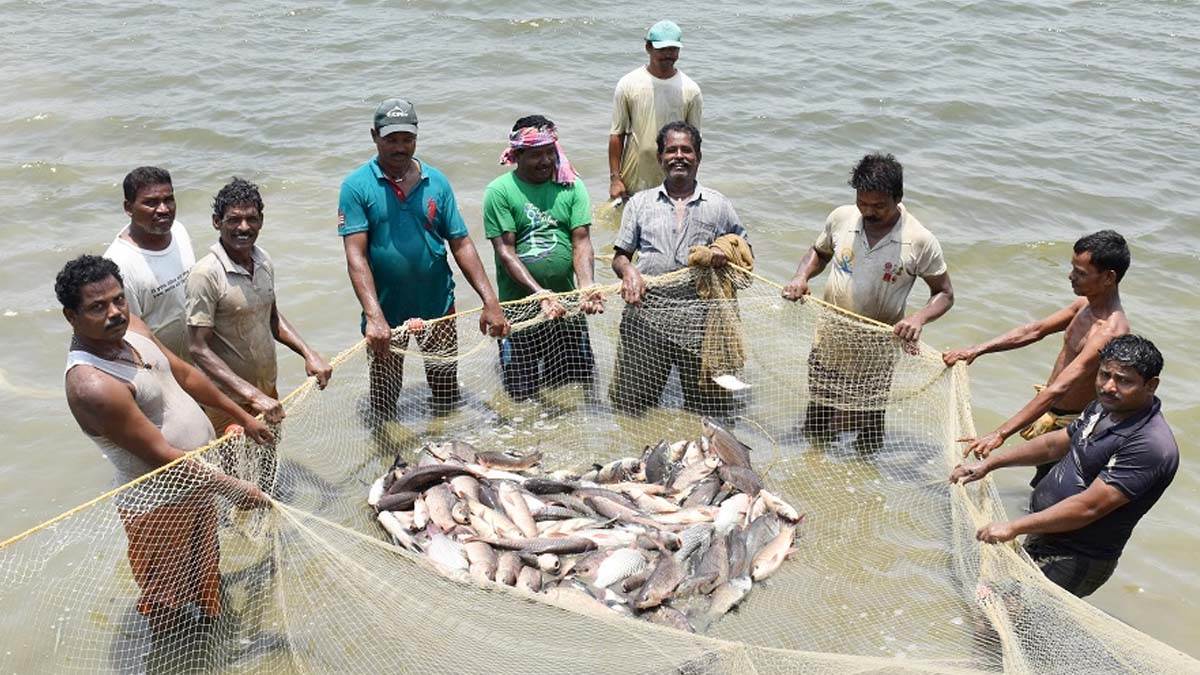 आत्मनिर्भरता और आर्थिक स्थिरता का मजबूत आधार बना-मत्स्य पालन: ग्रामीण समृद्धि की नई पहचान, तकनीक और परिश्रम से तरक्की की सफर….