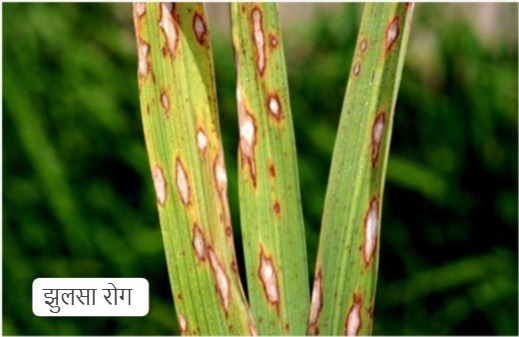 धान की फसलों में रोग व कीट प्रकोप से बचाव के लिए कृषि विशेषज्ञों ने दी सलाह….